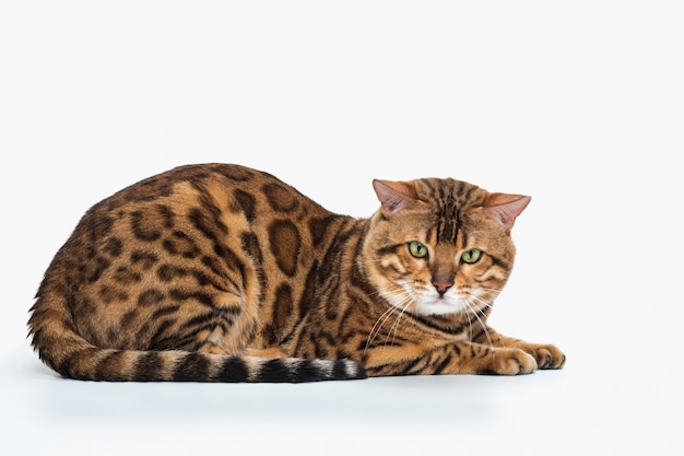 Foto gratuita el gato de bengala dorado en el espacio en blanco