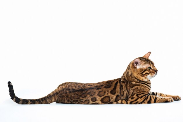 El gato de Bengala dorado sobre fondo blanco.