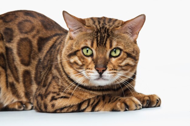 El gato de Bengala dorado sobre fondo blanco.