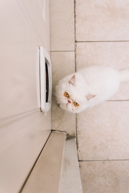 Gato blanco adorable en casa