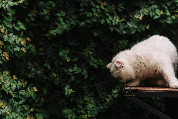 Gato blanco adorable en la naturaleza