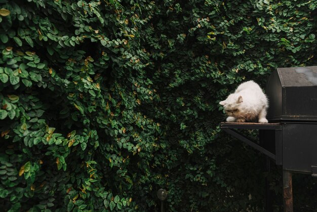 Gato blanco adorable en la naturaleza