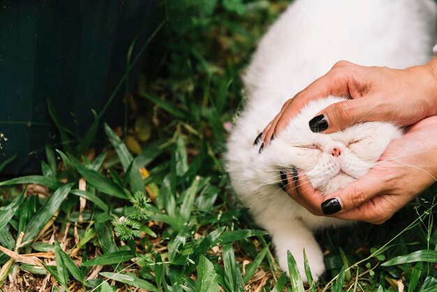 Gato blanco adorable en la naturaleza