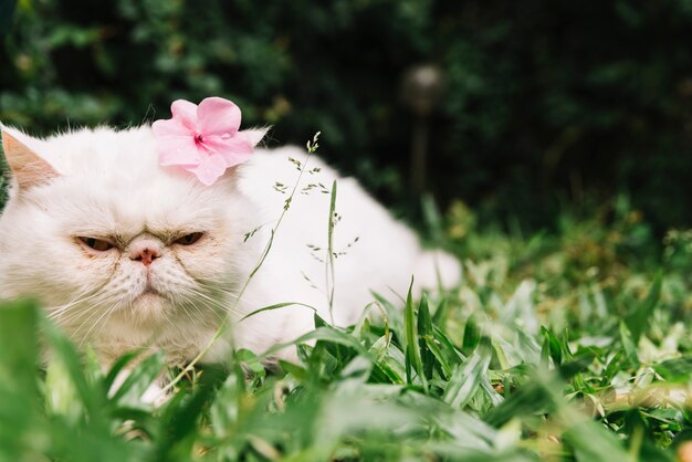 Gato blanco adorable en la naturaleza