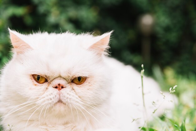 Gato blanco adorable en la naturaleza