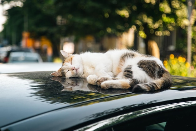 Gato blanco durmiendo en el techo del coche rojo