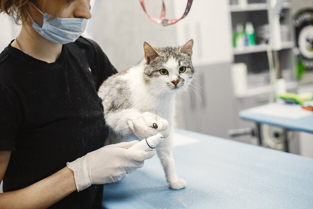 Gato blanco esponjoso. Veterinario con gatos. Animales en el sofá.