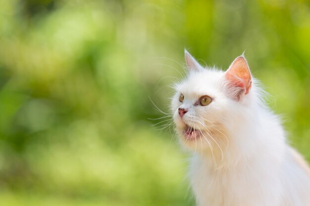 Gato blanco en el jardín