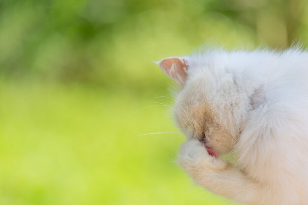 Gato blanco en el jardín