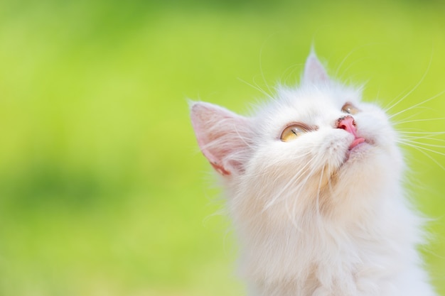 Gato blanco en el jardín