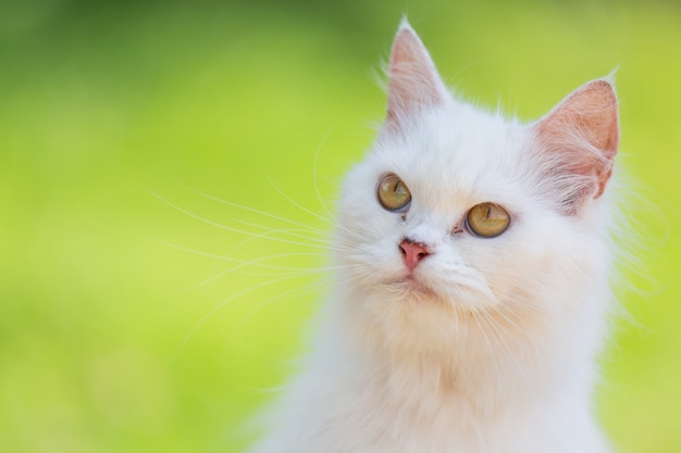 Gato blanco en el jardín