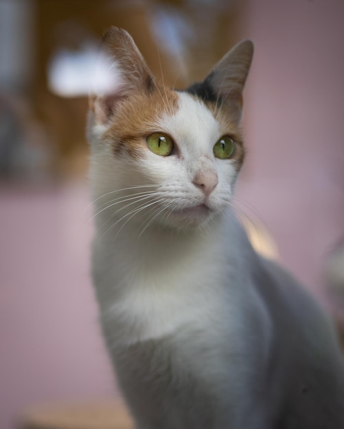 Gato blanco y marrón sobre un fondo borroso en casa