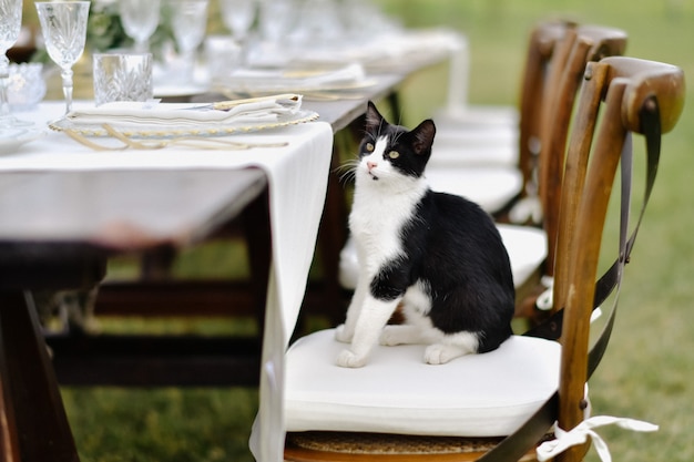 Gato blanco y negro está sentado junto a la mesa de boda decorada en la silla Chiavari