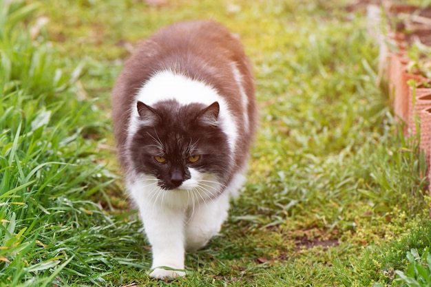 Gato blanco y negro en el jardín