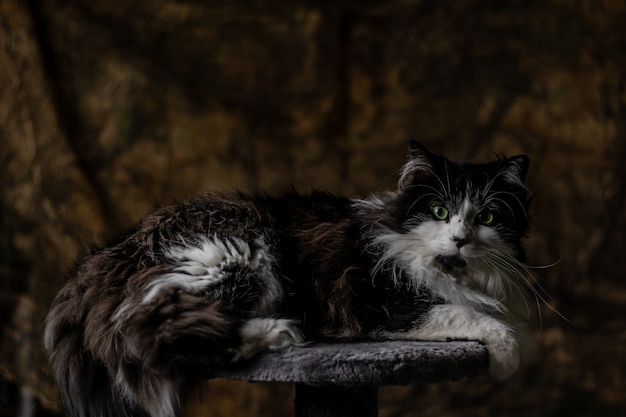 un gato blanco y negro de pelo largo acostado en una piedra orgulloso de sí mismo