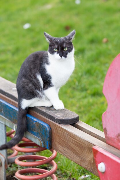 un gato blanco y negro sentado en un balancín en un patio de recreo