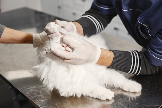 Gato blanco en el sofá. veterinario en guantes. ojos enfermos en el gato.