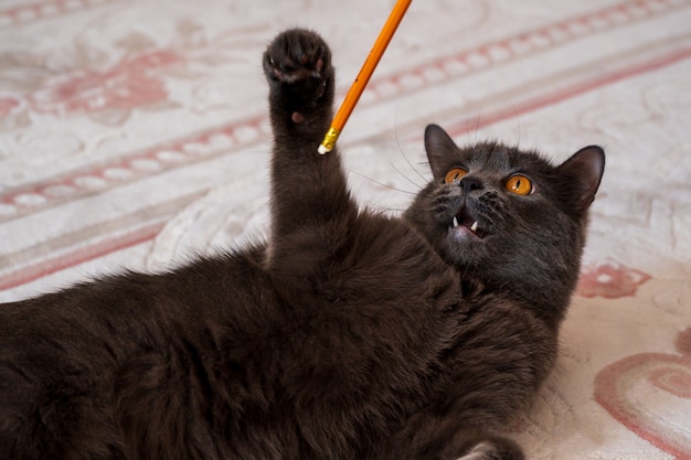 Gato británico de pelo corto jugando con un lápiz naranja
