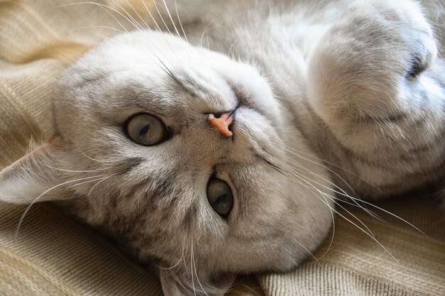 Gato británico de pelo corto mira a la cámara