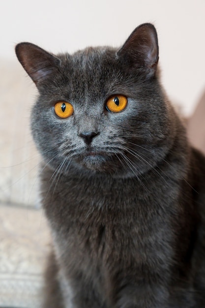 Foto gratuita gato británico de pelo corto