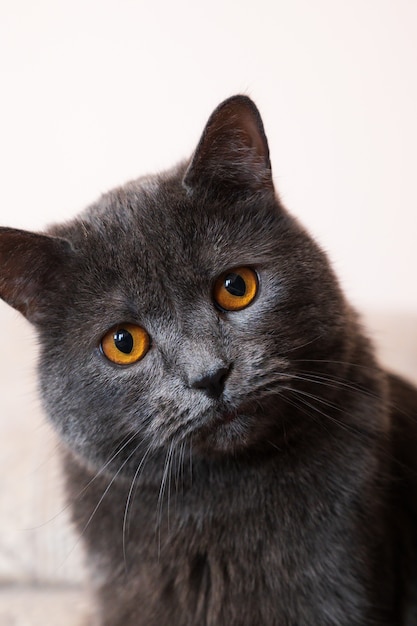 Foto gratuita gato británico de pelo corto