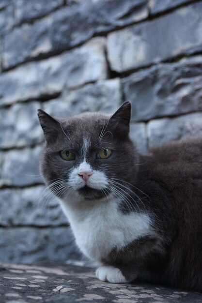 Gato en la calle