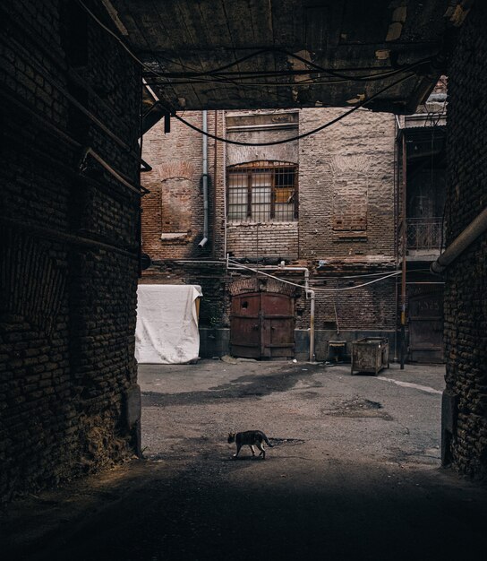 Gato callejero caminando entre los edificios de ladrillo en un callejón sin salida