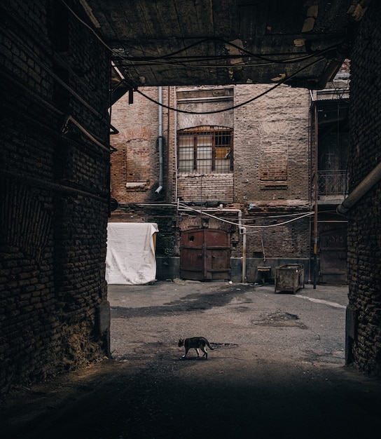 Gato callejero caminando entre los edificios de ladrillo en un callejón sin salida