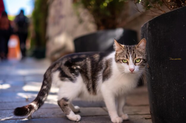 Gato callejero local con rayas descansando en la calle turca a la luz del día y mirando con confianza