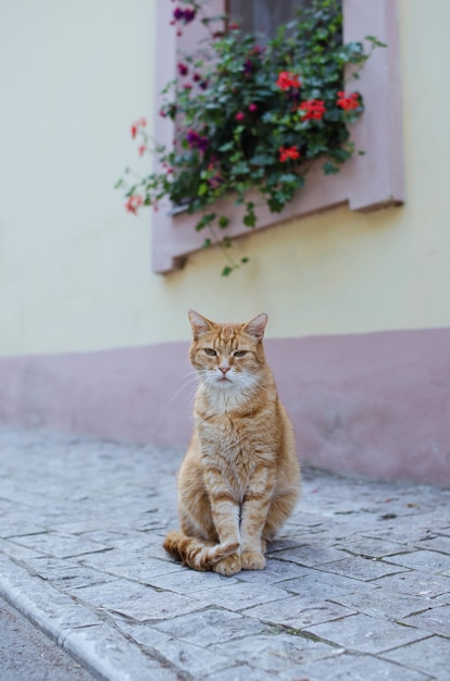 Gato callejero, posar