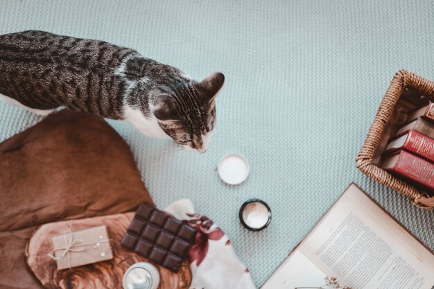 Gato cerca de aperitivos y libros