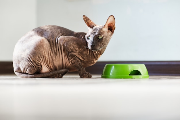 Gato comiendo