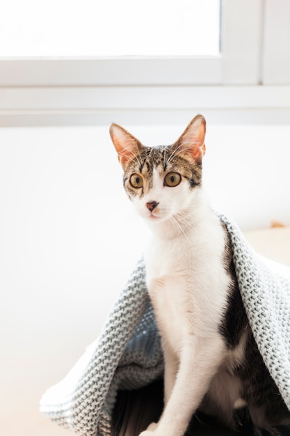 Gato debajo de la manta junto a la ventana