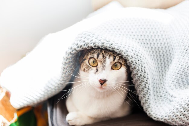 Gato divertido debajo de la manta