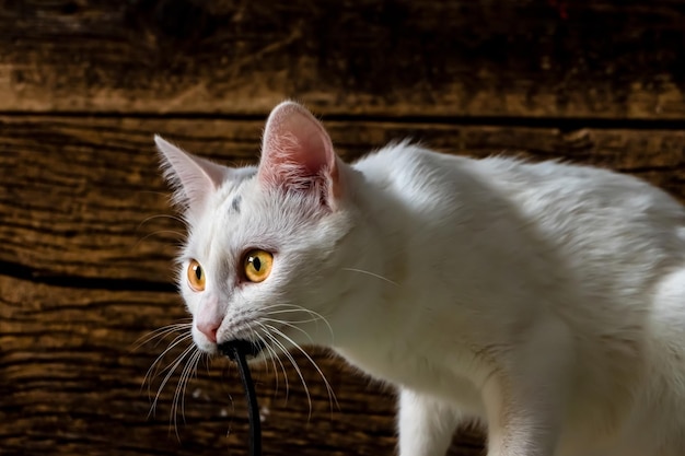 Un gato doméstico blanco atrapó a una presa protagonizada en ángulo en el primer plano de un fondo de madera oscura