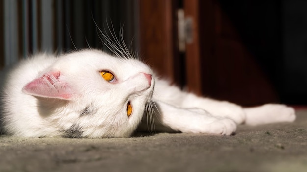 Gato doméstico blanco mirando directamente a la cámara con ojos amarillos verdosos tendidos