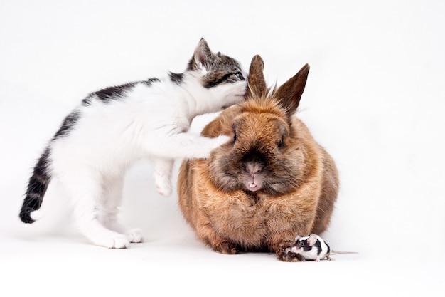 Gato doméstico curiosamente mirando en la oreja de un conejo con un pequeño ratón en el suelo