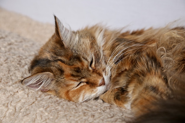 Gato doméstico esponjoso con hermosos colores durmiendo sobre una alfombra