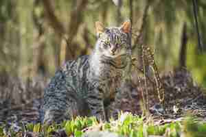 Foto gratuita gato doméstico explorando