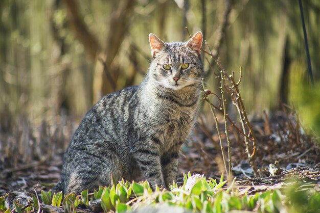 Gato doméstico explorando