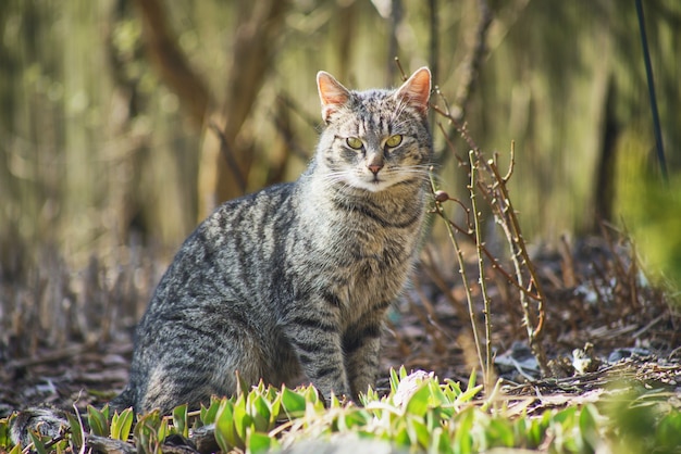 Gato doméstico explorando