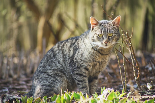 gato domestico explorando