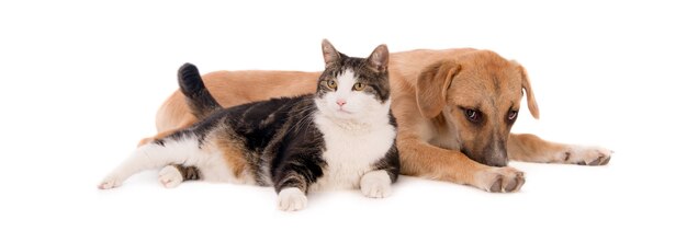 Gato doméstico gordito apoyado en un cachorro marrón acostado sobre una superficie blanca