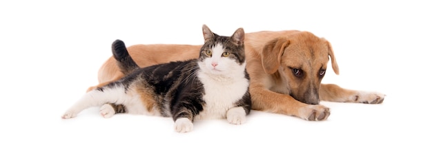 Gato doméstico gordito apoyado en un cachorro marrón acostado sobre una superficie blanca