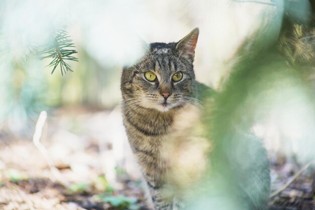 Gato doméstico en jardín