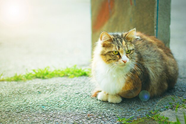 Un gato doméstico lindo gris marrón blanco esponjoso en el exterior o parque, foto tonificada