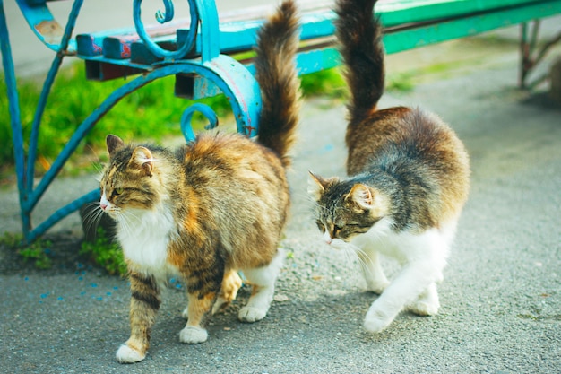 Un gato doméstico lindo gris marrón esponjoso blanco en el exterior o parque