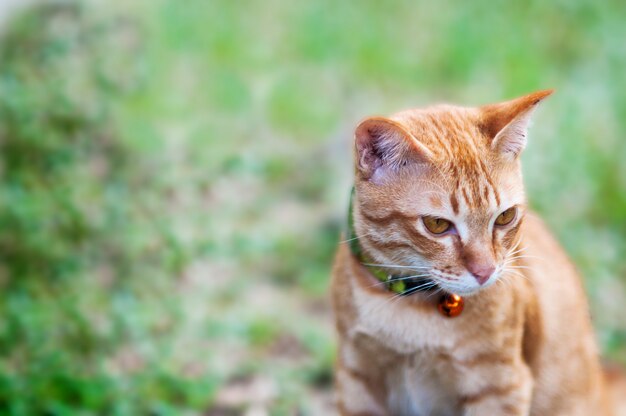 Gato doméstico marrón precioso en jardín verde