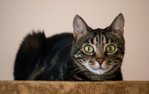 Gato doméstico con patrones negros y marrones sentado en una habitación