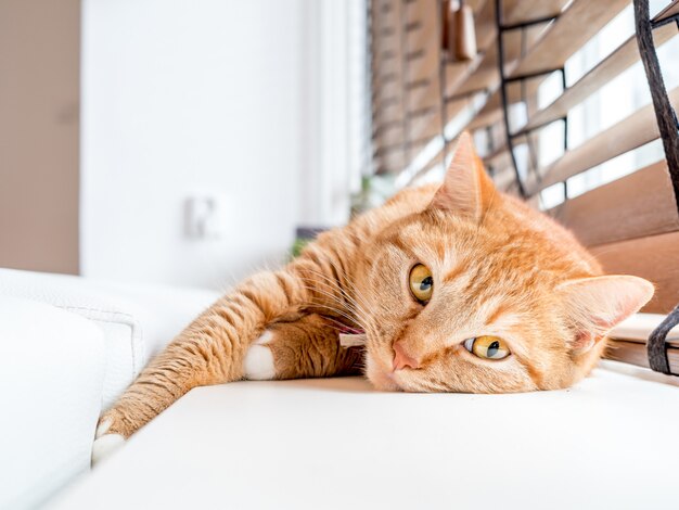 Un gato doméstico relajado junto a la ventana.